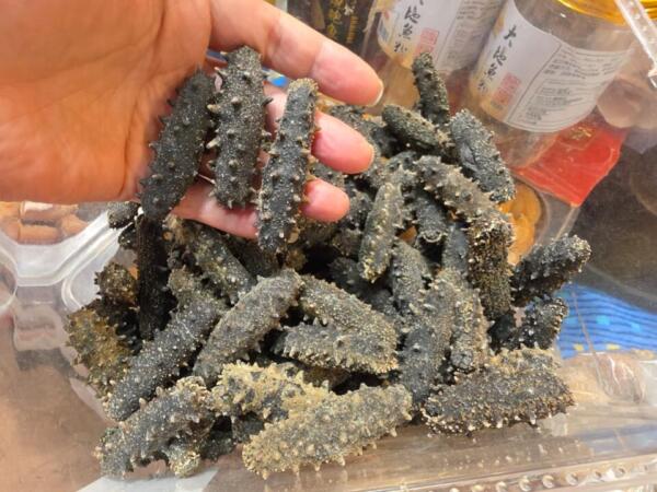 大連遼參六排針