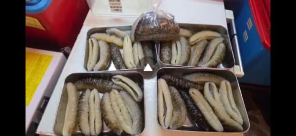 已發海參1份6至8隻